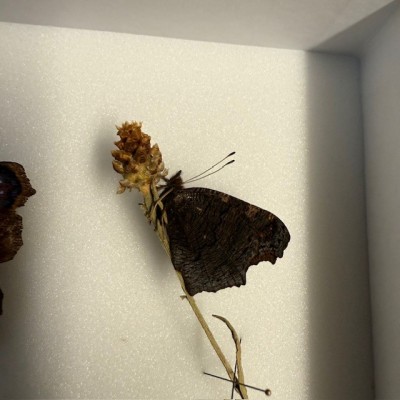 Entomological Box - European peacock butterfly with it's caterpillar