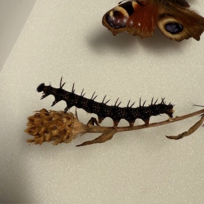 Boite entomologique - Papillon: Aglais Io - Paon de Jour - chenille