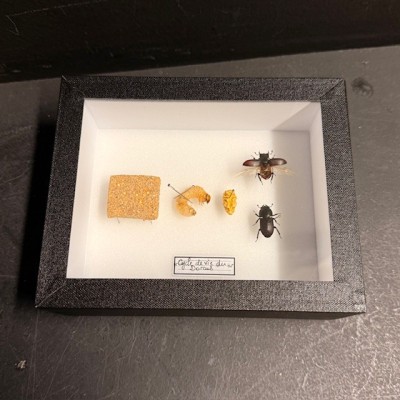 Cycle de vie du Dorcus parallelipipedus - Boite entomologique
