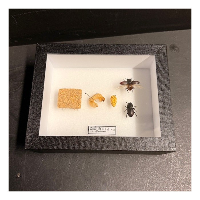 Life cycle of Dorcus parallelipipedus beetle - Entomological Box