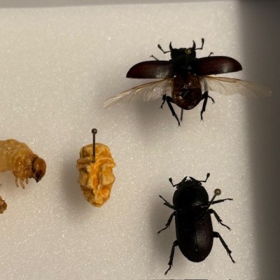 Life cycle of Dorcus parallelipipedus beetle - Entomological Box