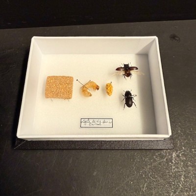 Cycle de vie du Dorcus parallelipipedus - Boite entomologique