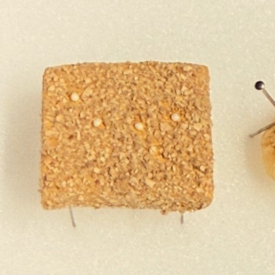 Cycle de vie du Dorcus parallelipipedus - Boite entomologique