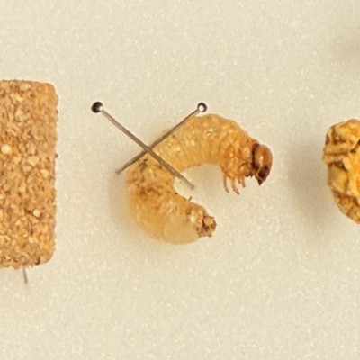 Cycle de vie du Dorcus parallelipipedus - Boite entomologique