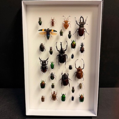 Scarabées - Composition entomologique de coléoptères