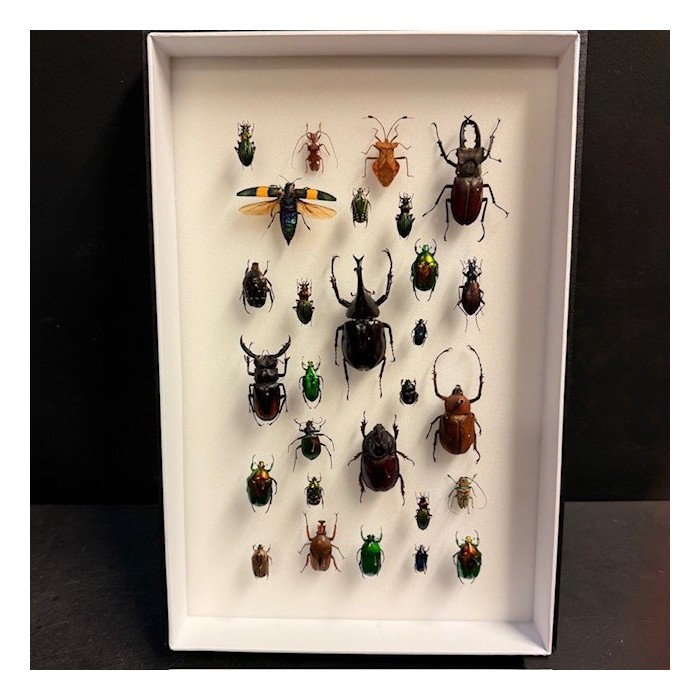 Scarabées - Composition entomologique de coléoptères
