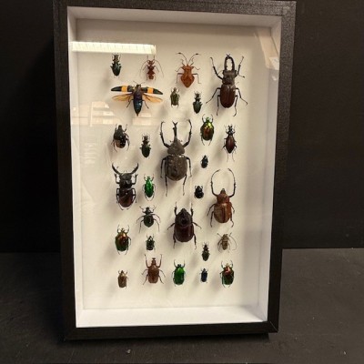 Beetles - Entomological composition of beetles - Entomological box