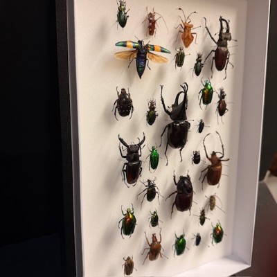 Beetles - Entomological composition of beetles - Entomological box