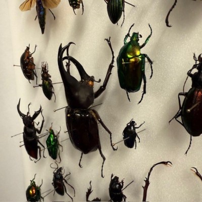 Beetles - Entomological composition of beetles - Entomological box