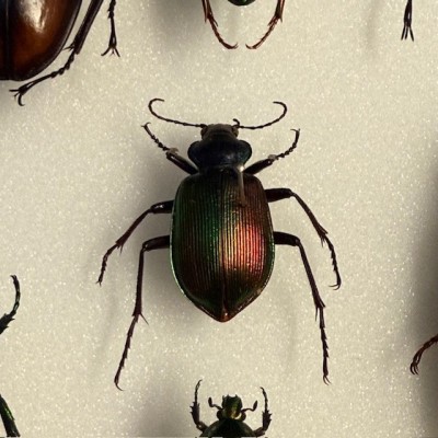 Scarabées - Composition entomologique de coléoptères