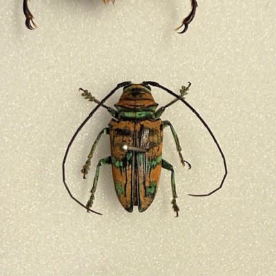 Beetles - Entomological composition of beetles - Entomological box