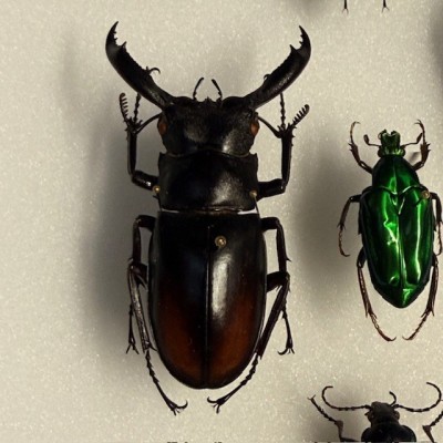 Scarabées - Composition entomologique de coléoptères