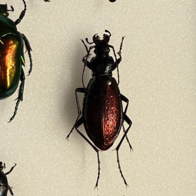 Scarabées - Composition entomologique de coléoptères