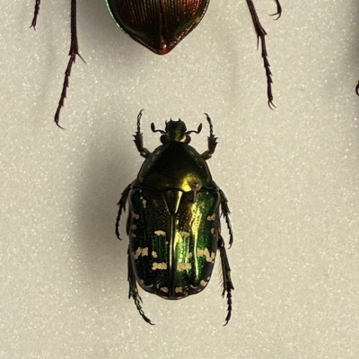 Scarabées - Composition entomologique de coléoptères