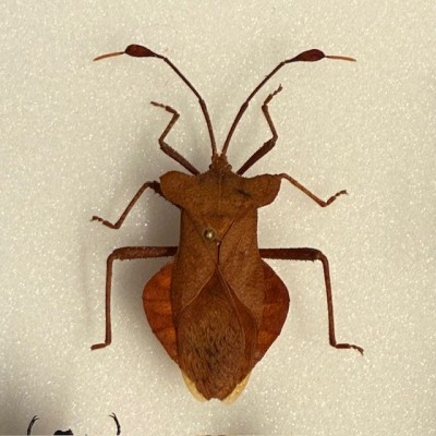 Scarabées - Composition entomologique de coléoptères