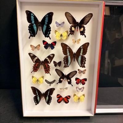 Composition à 20 Papillons - Boîte entomologique