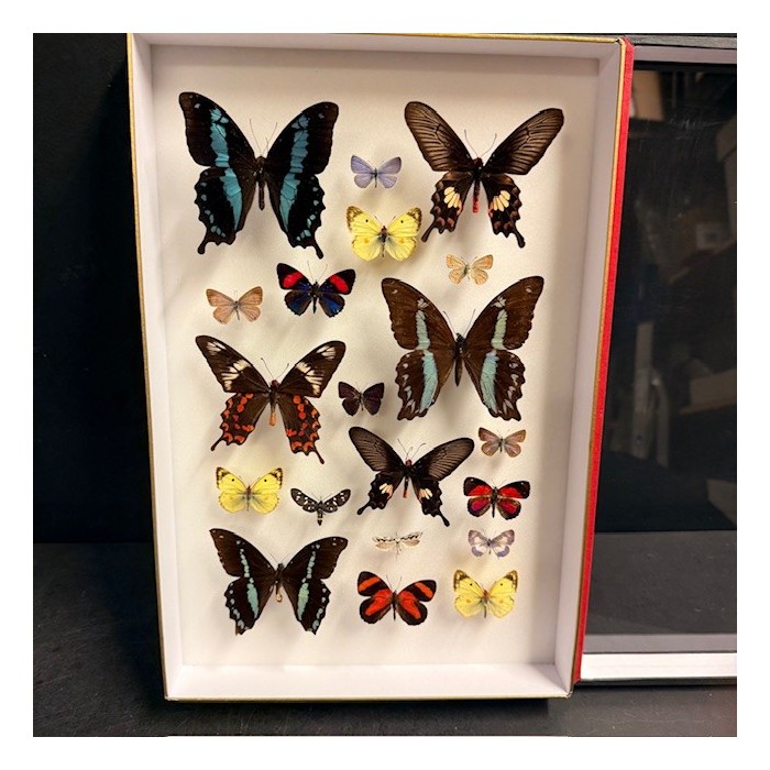Composition à 20 Papillons - Boîte entomologique