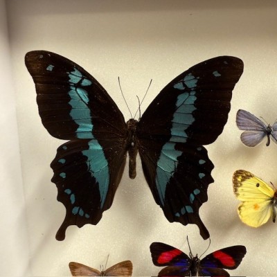 Entomological box - Composition with 20 Butterflies