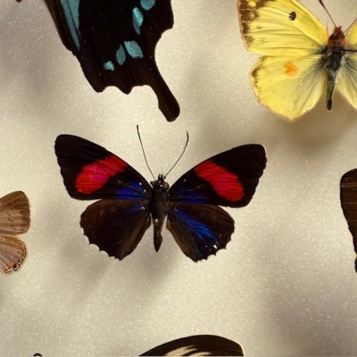Entomological box - Composition with 20 Butterflies