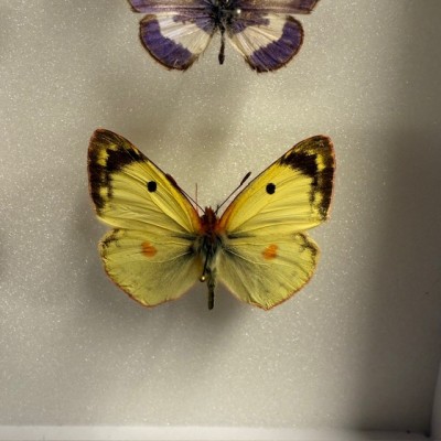 Entomological box - Composition with 20 Butterflies