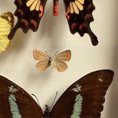 Composition à 20 Papillons - Boîte entomologique