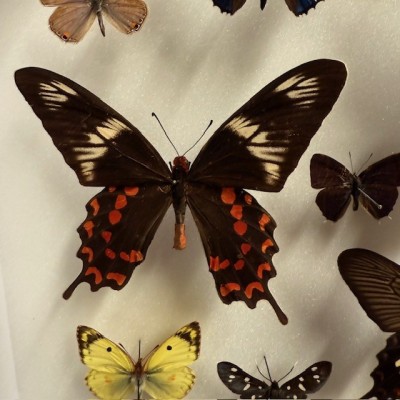 Composition à 20 Papillons - Boîte entomologique