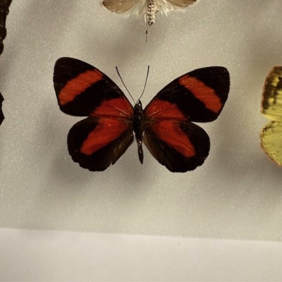 Entomological box - Composition with 20 Butterflies