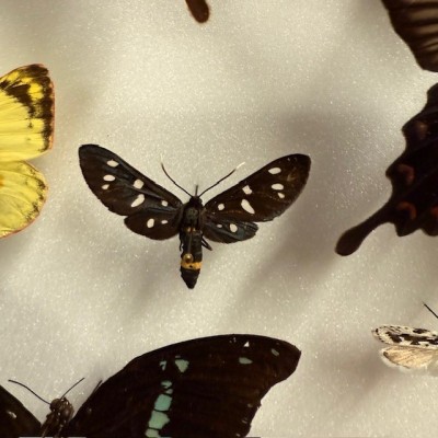 Composition à 20 Papillons - Boîte entomologique