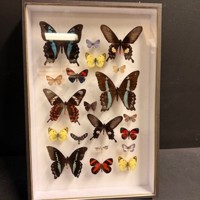 Composition à 20 Papillons - Boîte entomologique