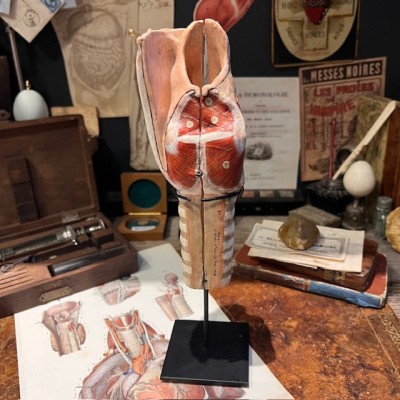 Anatomical model of larynx - Dr Auzoux - Antique papier-mâché 1938