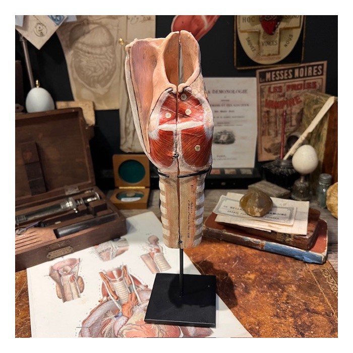 Anatomical model of larynx - Dr Auzoux - Antique papier-mâché 1938
