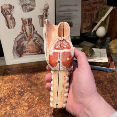 Anatomical model of larynx - Dr Auzoux - Antique papier-mâché 1938