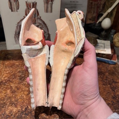 Anatomical model of larynx - Dr Auzoux - Antique papier-mâché 1938