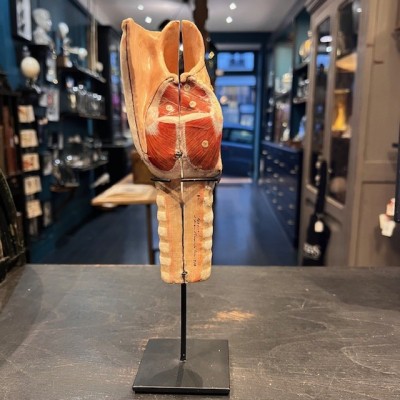 Dr Auzoux - Modèle anatomique de larynx - Papier-mâché