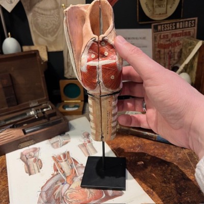 Dr Auzoux - Modèle anatomique de larynx - Papier-mâché