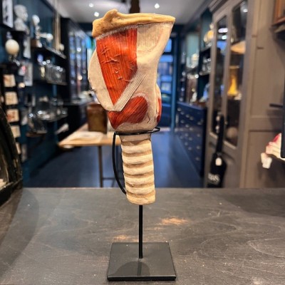 Anatomical model of larynx - Dr Auzoux - Antique papier-mâché 1938