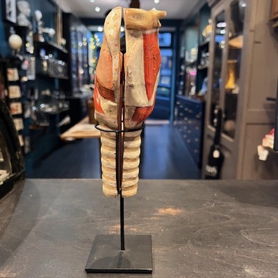Dr Auzoux - Modèle anatomique de larynx - Papier-mâché