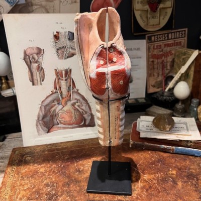 Dr Auzoux - Modèle anatomique de larynx - Papier-mâché