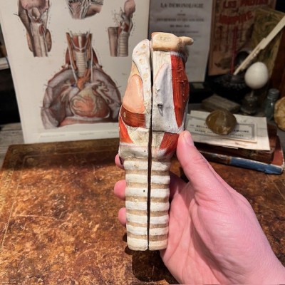 Dr Auzoux - Modèle anatomique de larynx - Papier-mâché