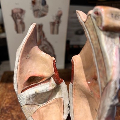 Anatomical model of larynx - Dr Auzoux - Antique papier-mâché 1938