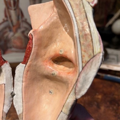 Anatomical model of larynx - Dr Auzoux - Antique papier-mâché 1938