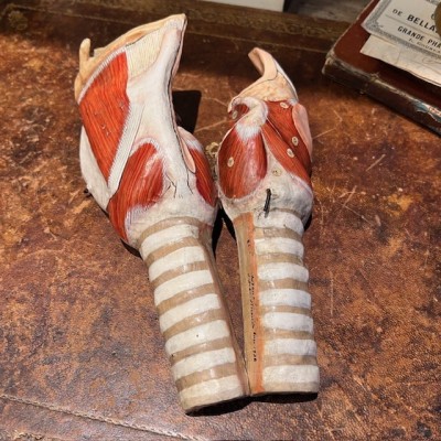 Dr Auzoux - Modèle anatomique de larynx - Papier-mâché