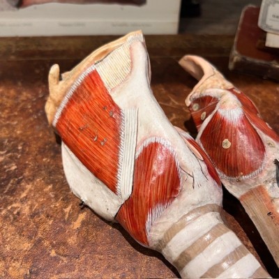 Anatomical model of larynx - Dr Auzoux - Antique papier-mâché 1938