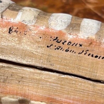 Dr Auzoux - Modèle anatomique de larynx - Papier-mâché