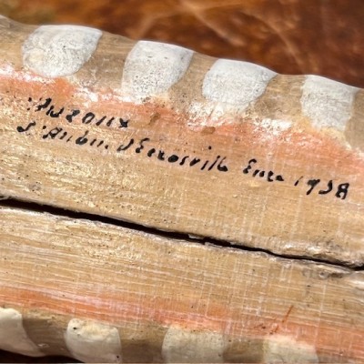 Dr Auzoux - Modèle anatomique de larynx - Papier-mâché