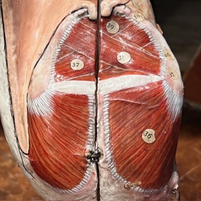 Anatomical model of larynx - Dr Auzoux - Antique papier-mâché 1938