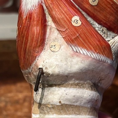 Dr Auzoux - Modèle anatomique de larynx - Papier-mâché