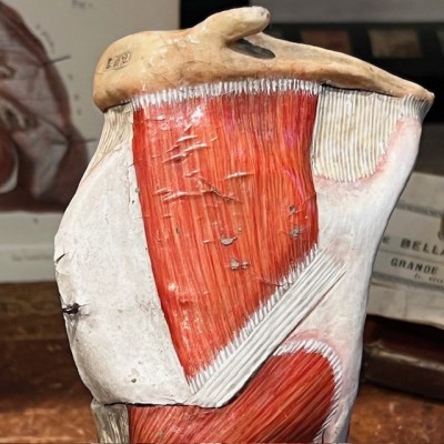 Anatomical model of larynx - Dr Auzoux - Antique papier-mâché 1938