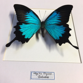 Cadre entomologique