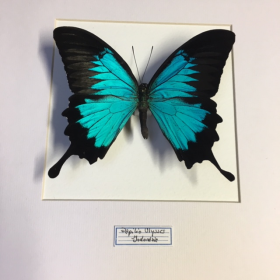Cadre entomologique